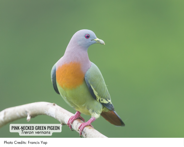 Pink-necked Green Pigeon (Treron vernans)